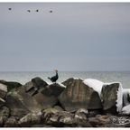 Kormoran Ostseeküste Kalifornien