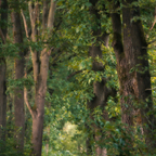 Waldweg