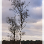 Zwischen den Jahren im Moor