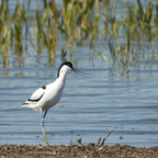 Säbelschnäbler 2