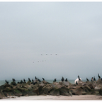 Kormorane an der Ostseeküste Kalifornien