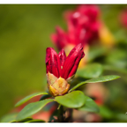 🌺 Zarte Blüten…