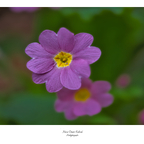 Primeln sind Boten des Frühlings