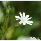 Weiße Blüte
