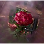 Rose eingerahmt