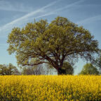 Rapsfeld
