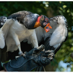 Königsgeier, Berliner Tierpark