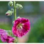 Stockrosen im Garten