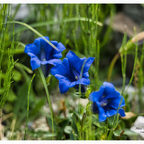 Clusius-Enzian -Botanischer Garten Kiel