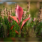 Heidelandschaft Krummenort