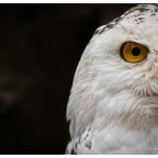 Schneeeule