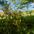 "Wildes Moor" bei Osterrönfeld