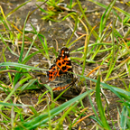Landkärtchen