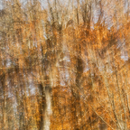 Herbstbaum ICM