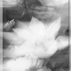 Weiße Blüten ICM