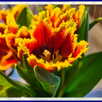 Ich liebe Tulpen 💐