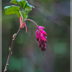 Blut-Johannisbeere (Ribes sanguineum)