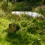 Der Froschkönig ist baden.