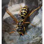 Hausfeldwespe