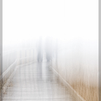 Holzsteg Richtung Moor, ICM