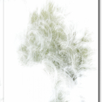 ICM Busch