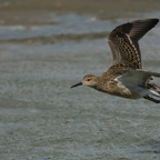 Kampfläufer im Flug