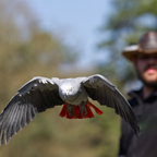 Graupapagai Flugbild