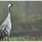 Vögel des Glücks 😍
