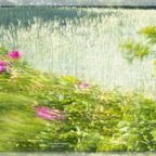 ICM am Getreidefeld