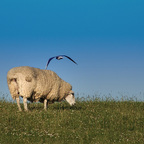 Begegnungen auf dem Deich