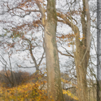 Die letzten Blätter fallen (ICM)