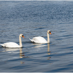 Schwäne auf der Schlei