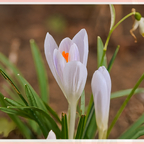 Krokus im Garten