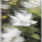 ICM Weiße Blüten
