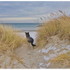 Leo ist sehr aufmerksam