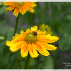 Mit der 📷 im schönsten Garten des Nordens -Arboretum Ellerhoop-