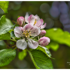 Mit der 📷 durch den Garten
