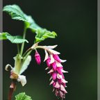 Blut-Johannisbeere (Ribes sanguineum)