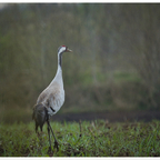 Vögel des Glücks 😍