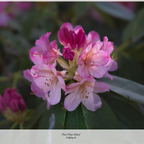 Mit der 📷 durch den Garten