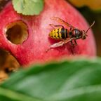 Wespe im Apfel