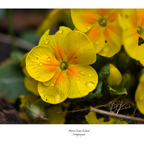 Primeln sind Boten des Frühlings