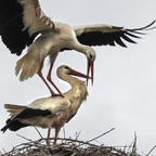 Familienplanung