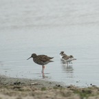 Rotschenkel und Seeregenpfeifer
