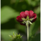 Blutrotblühendes Fingerkraut