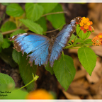Blauer Morpho  - Himmelsfalter -