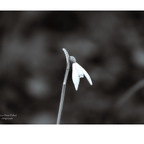 Schneeglöckchen - die ersten Boten des Frühlings