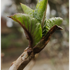 Hortensie Blattknospe