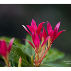 🌺 Zarte Blüten…