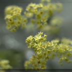 Im Garten